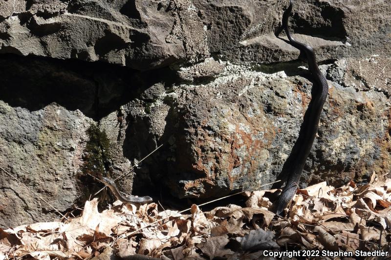 Black Ratsnake (Pantherophis obsoletus obsoletus)