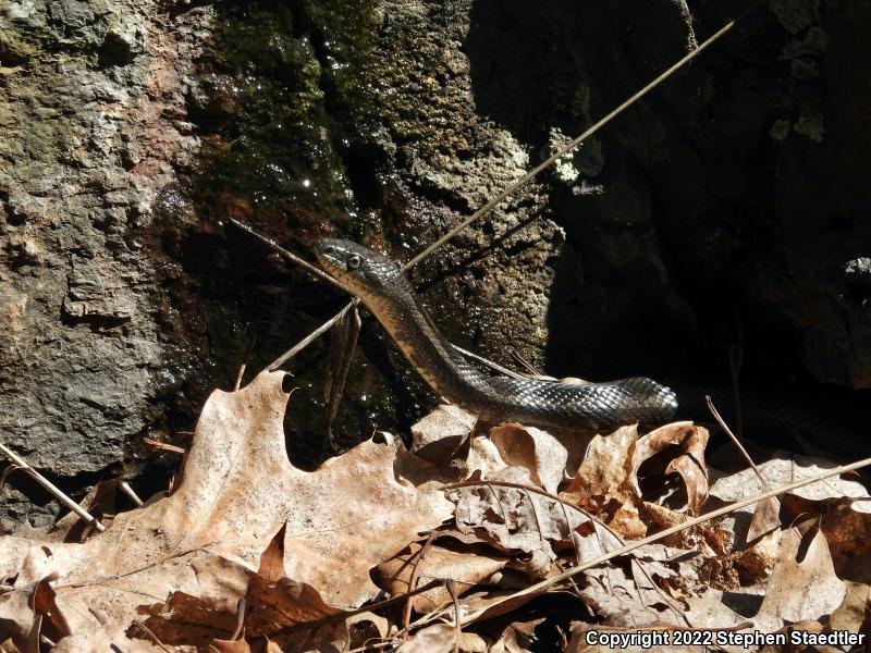 Black Ratsnake (Pantherophis obsoletus obsoletus)