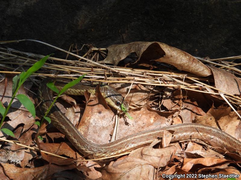 Eastern Gartersnake (Thamnophis sirtalis sirtalis)