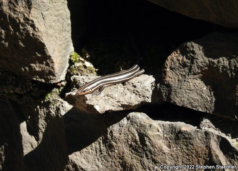 Five-lined Skink (Plestiodon fasciatus)