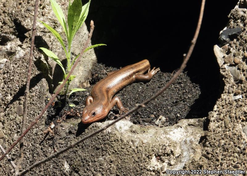 Five-lined Skink (Plestiodon fasciatus)