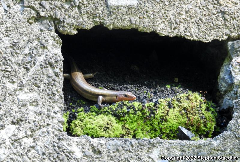 Five-lined Skink (Plestiodon fasciatus)