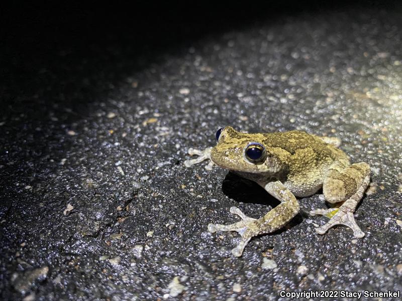 Cope's Gray Treefrog (Hyla chrysoscelis)