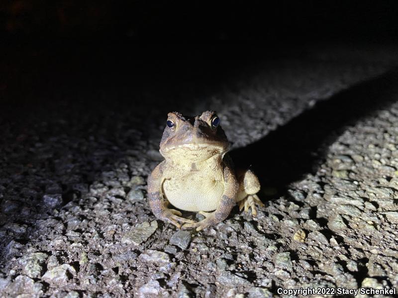 Fowler's Toad (Anaxyrus fowleri)