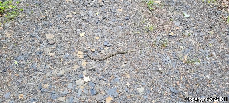 Eastern Gartersnake (Thamnophis sirtalis sirtalis)