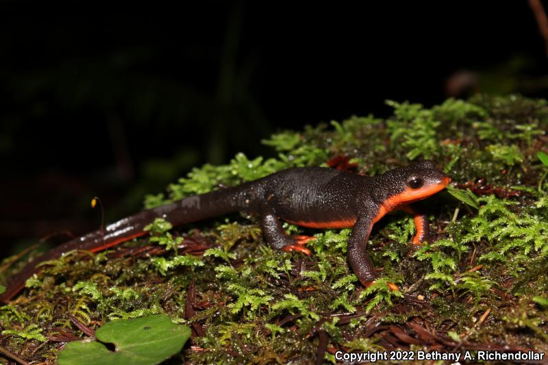 Red-bellied Newt (Taricha rivularis)