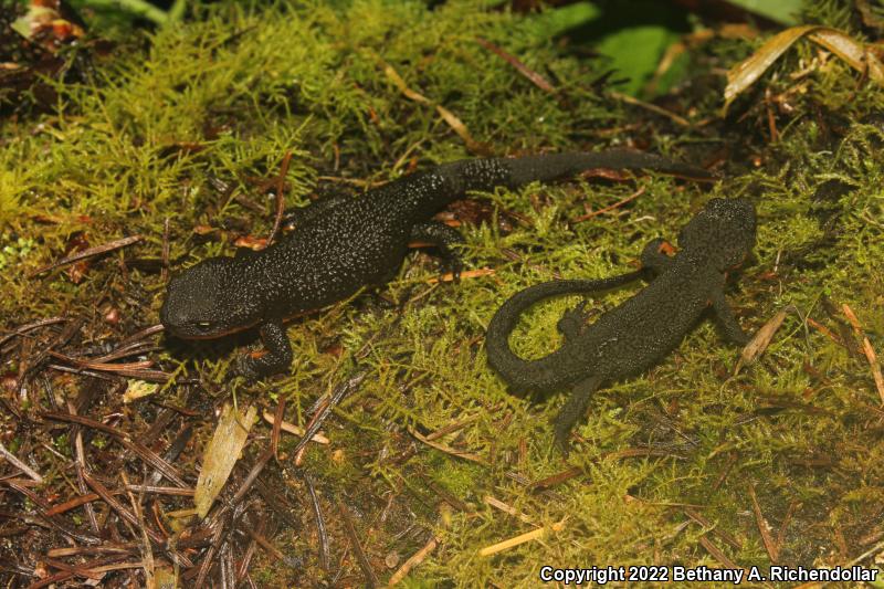 Rough-skinned Newt (Taricha granulosa)