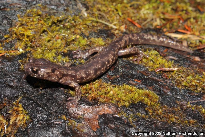 Wandering Salamander (Aneides vagrans)