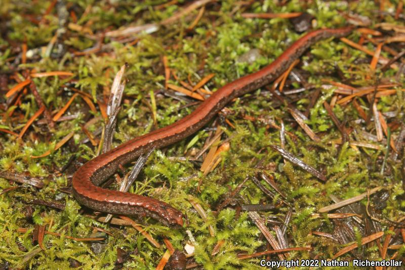 California Slender Salamander (Batrachoseps attenuatus)