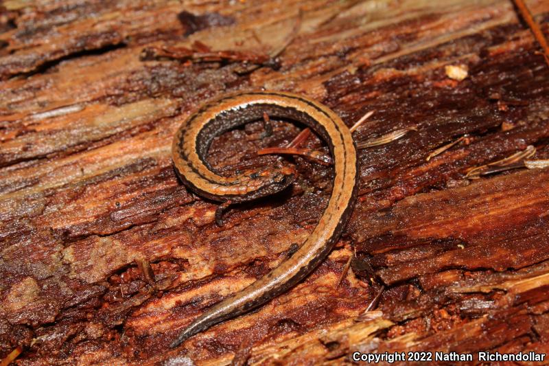 California Slender Salamander (Batrachoseps attenuatus)