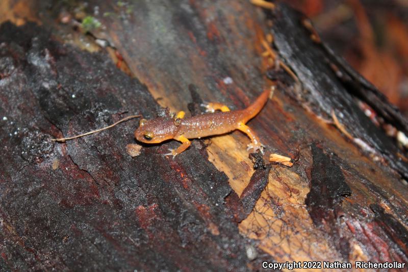 Yellow-eyed Ensatina (Ensatina eschscholtzii xanthoptica)