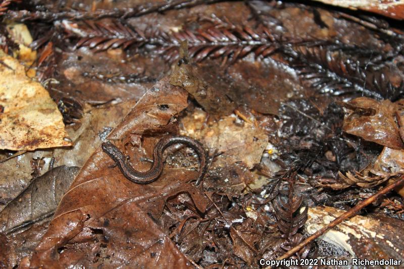 California Slender Salamander (Batrachoseps attenuatus)