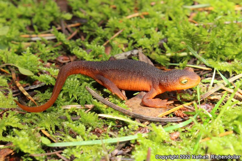 Sierra Newt (Taricha torosa sierrae)