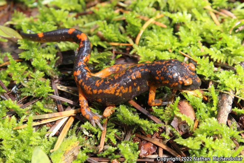 Sierra Nevada Ensatina (Ensatina eschscholtzii platensis)