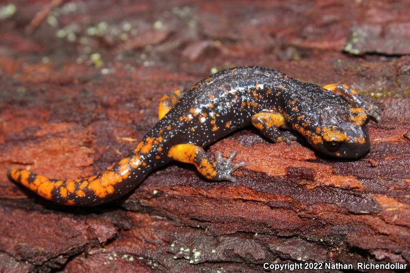 Sierra Nevada Ensatina (Ensatina eschscholtzii platensis)