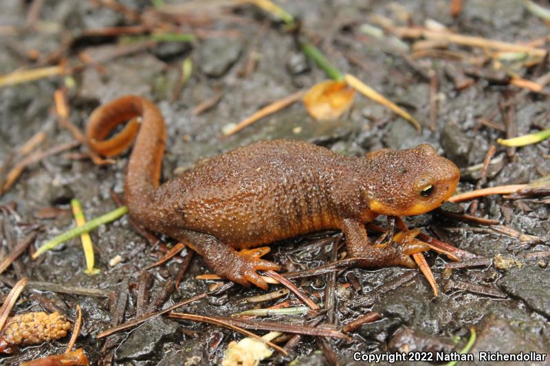 Rough-skinned Newt (Taricha granulosa)