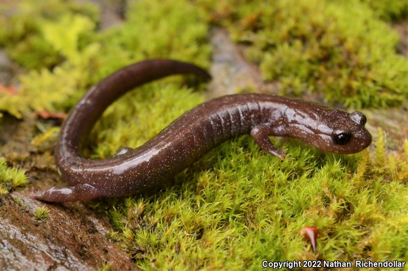 Siskiyou Mountains Salamander (Plethodon stormi)