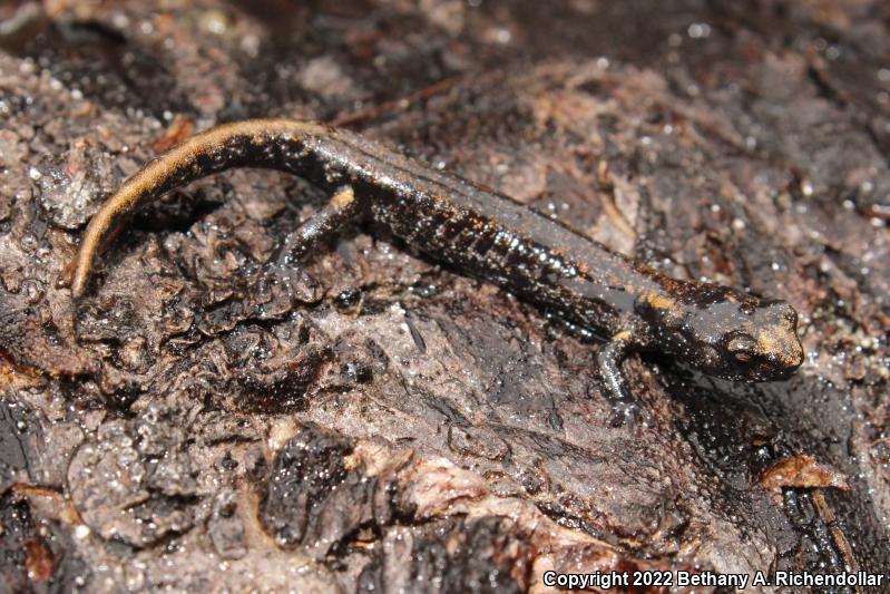 Clouded Salamander (Aneides ferreus)