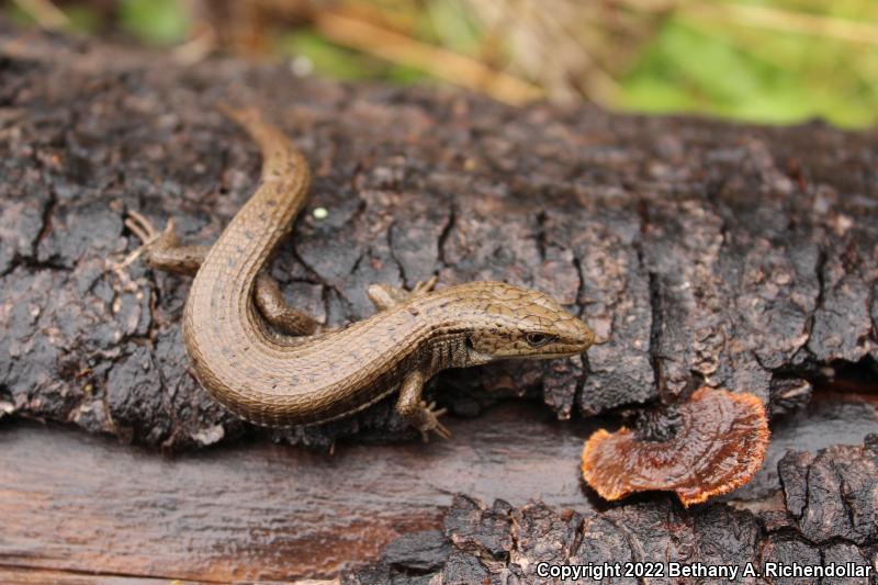 Northwestern Alligator Lizard (Elgaria coerulea principis)