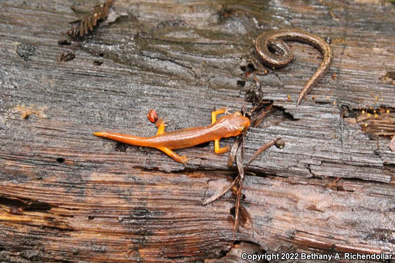 California Slender Salamander (Batrachoseps attenuatus)