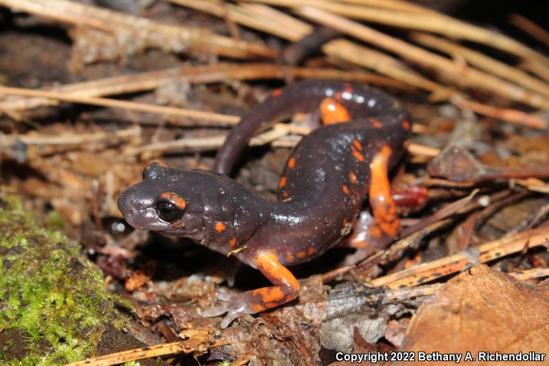 Sierra Nevada Ensatina (Ensatina eschscholtzii platensis)