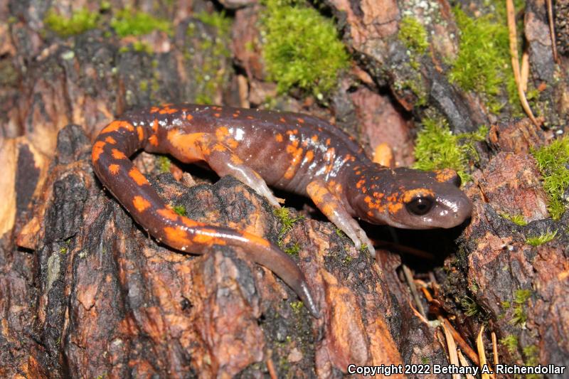 Sierra Nevada Ensatina (Ensatina eschscholtzii platensis)