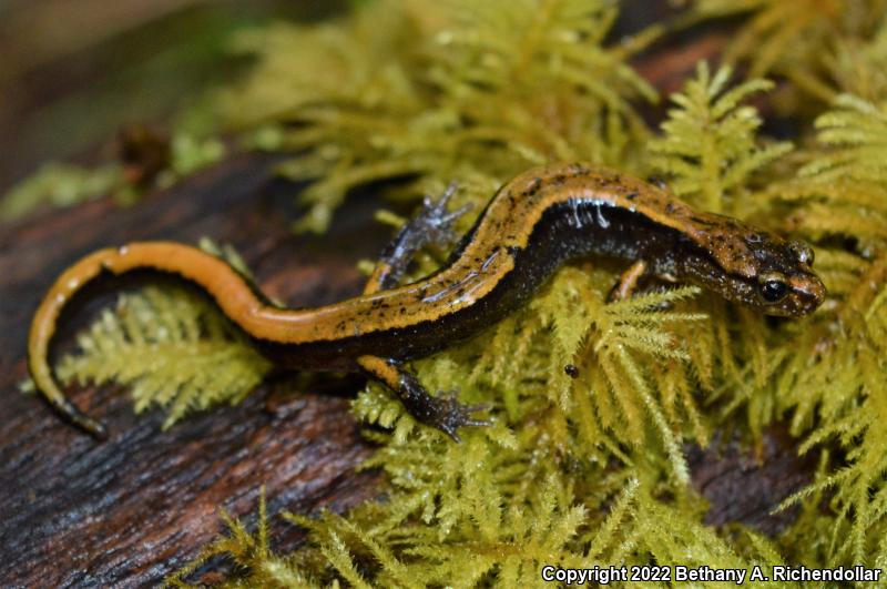 Dunn's Salamander (Plethodon dunni)