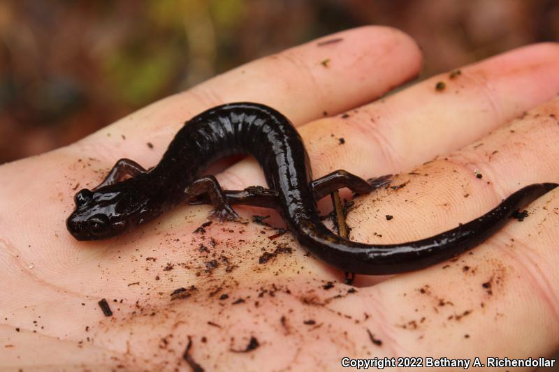 Dunn's Salamander (Plethodon dunni)