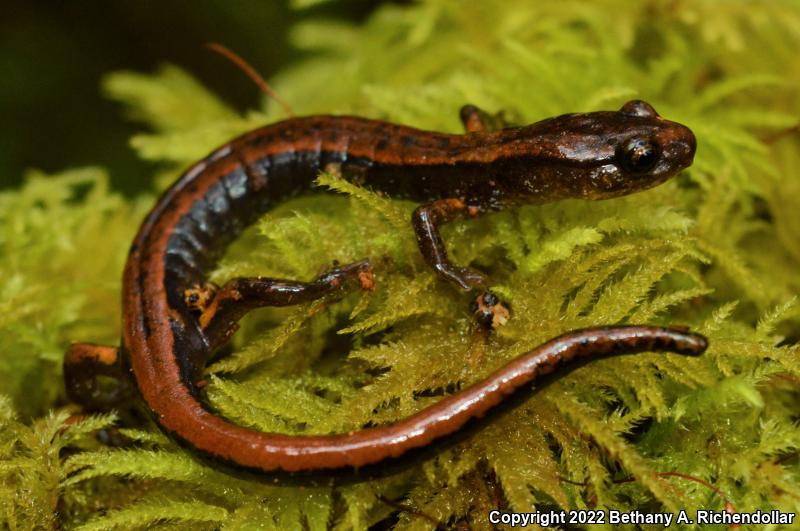 Western Red-backed Salamander (Plethodon vehiculum)