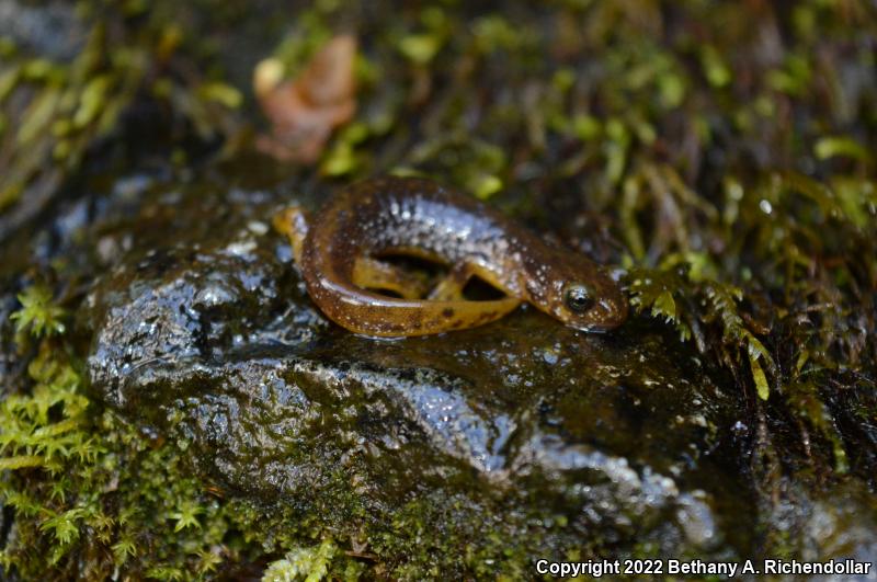 Olympic Torrent Salamander (Rhyacotriton olympicus)