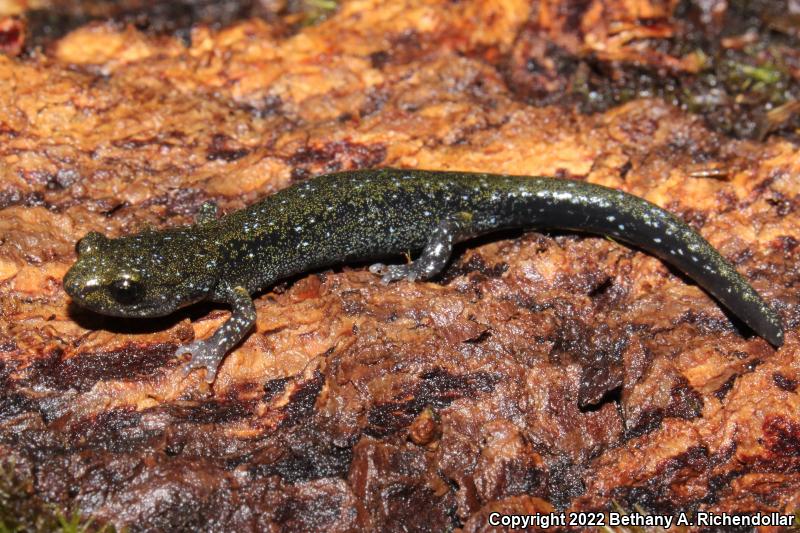 Speckled Black Salamander (Aneides flavipunctatus flavipunctatus)