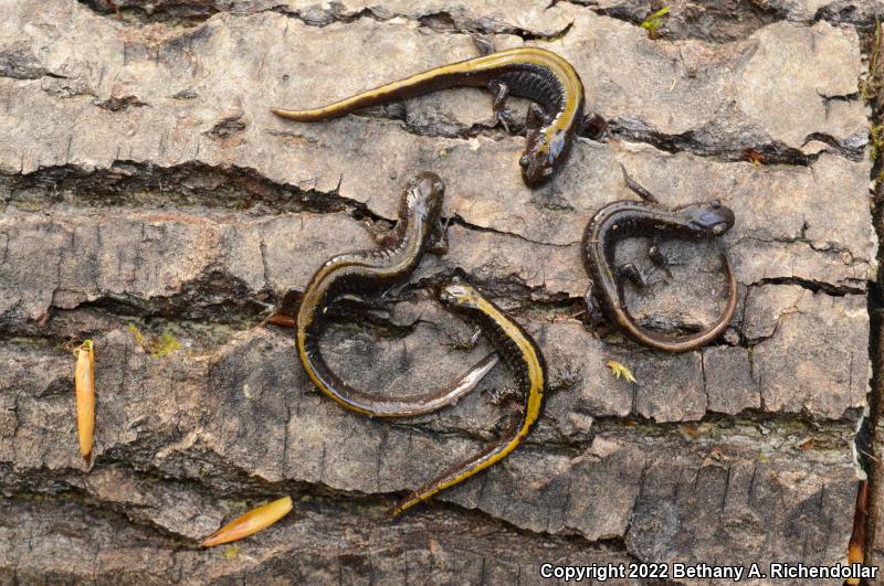 Western Long-toed Salamander (Ambystoma macrodactylum macrodactylum)