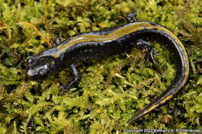 Western Long-toed Salamander (Ambystoma macrodactylum macrodactylum)