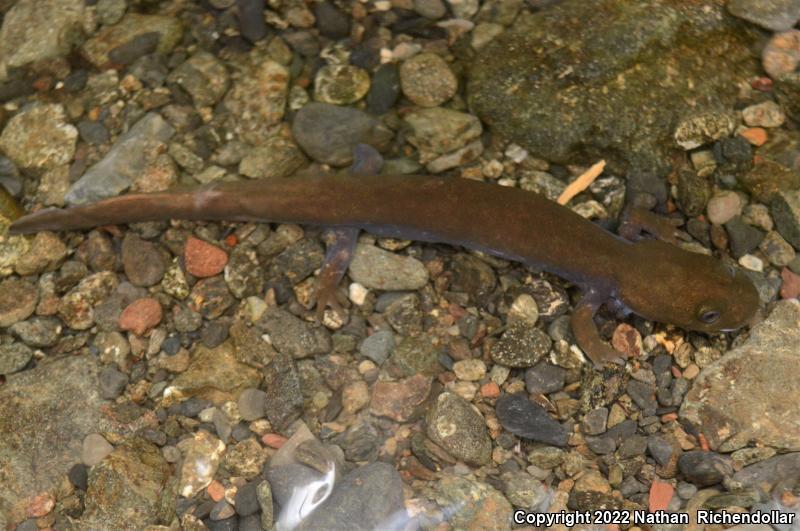 Cope's Giant Salamander (Dicamptodon copei)