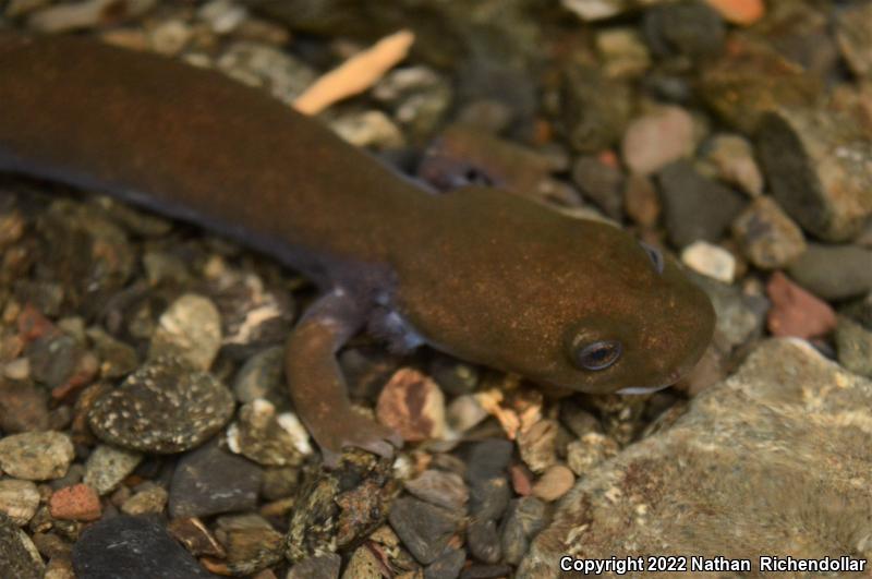 Cope's Giant Salamander (Dicamptodon copei)