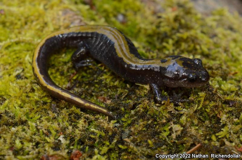 Western Long-toed Salamander (Ambystoma macrodactylum macrodactylum)