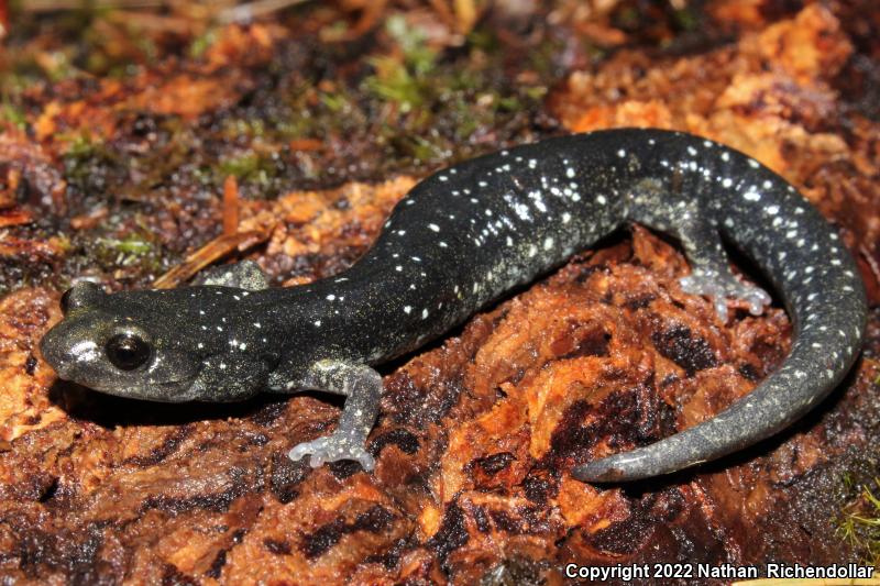 Speckled Black Salamander (Aneides flavipunctatus flavipunctatus)