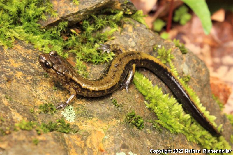 Dunn's Salamander (Plethodon dunni)