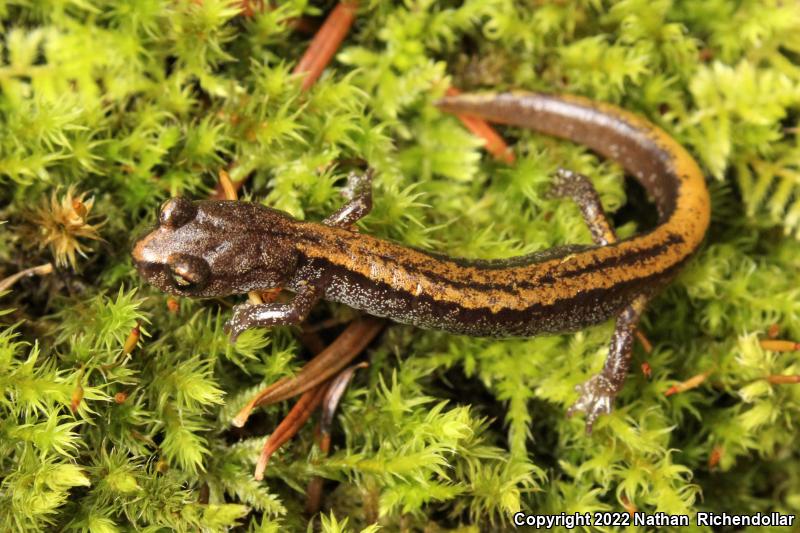 Larch Mountain Salamander (Plethodon larselli)