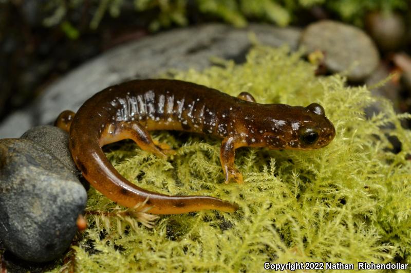 Olympic Torrent Salamander (Rhyacotriton olympicus)