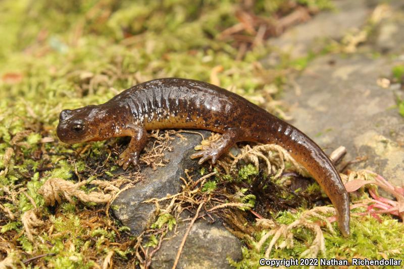 Cascade Torrent Salamander (Rhyacotriton cascadae)