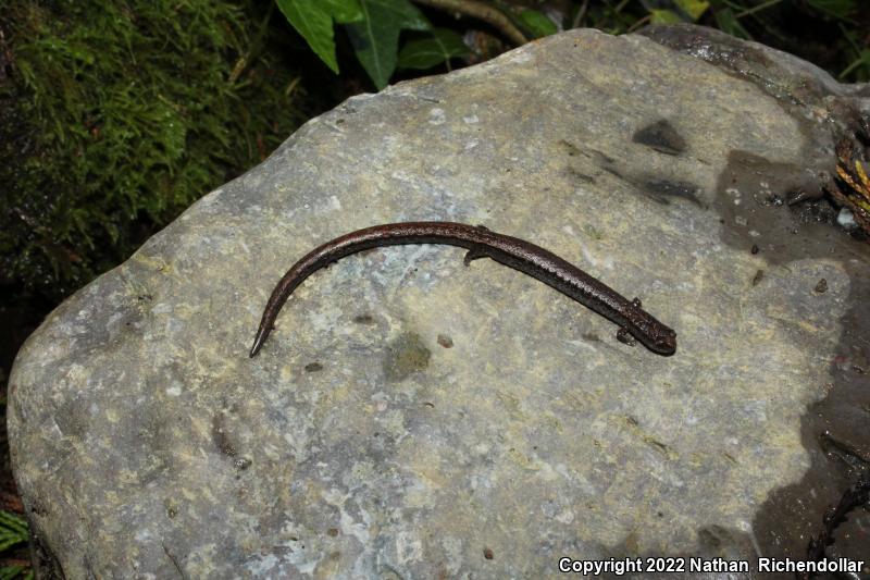 California Slender Salamander (Batrachoseps attenuatus)