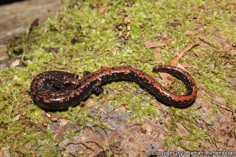 Oregon Slender Salamander (Batrachoseps wrightorum)