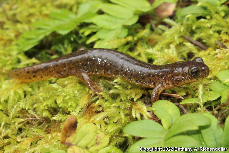 Cascade Torrent Salamander (Rhyacotriton cascadae)