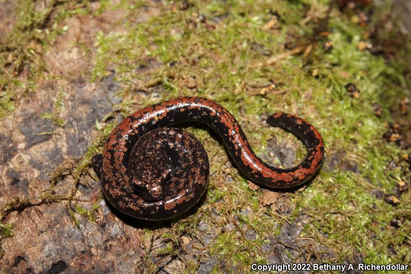 Oregon Slender Salamander (Batrachoseps wrightorum)