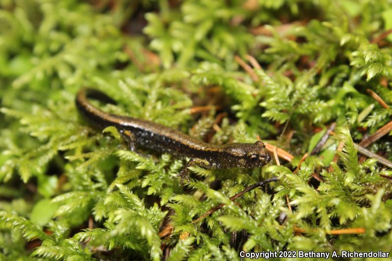 Larch Mountain Salamander (Plethodon larselli)