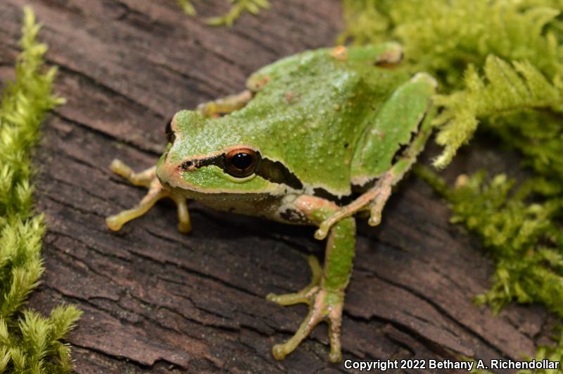 Northern Pacific Treefrog (Pseudacris regilla)