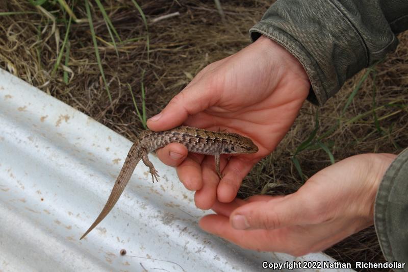 San Francisco Alligator Lizard (Elgaria coerulea coerulea)