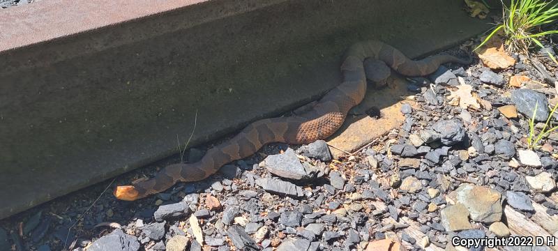 Northern  Copperhead (Agkistrodon contortrix mokasen)