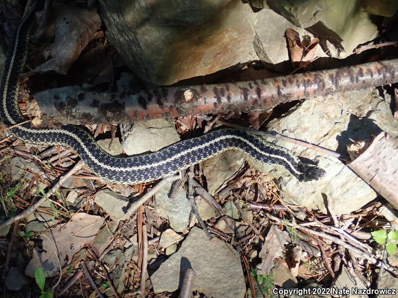 Eastern Gartersnake (Thamnophis sirtalis sirtalis)